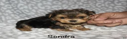 Yorkshire Terrier dogs for sale: Sondra - Ad 10