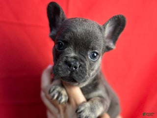 French Bulldog dogs - Ad 37