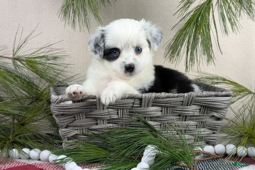 Toy Australian Shepherd dogs for sale: Brandi - Ad 19