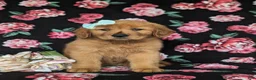 Golden Retriever dogs for sale: Sonia - Ad 5