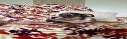 English Bulldog dogs for sale: English Bulldog 4 - Ad 5