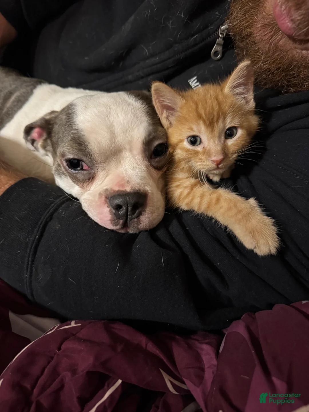 Boston Terrier dogs for sale: Boston Terrier Puppy 5 - Ad 2