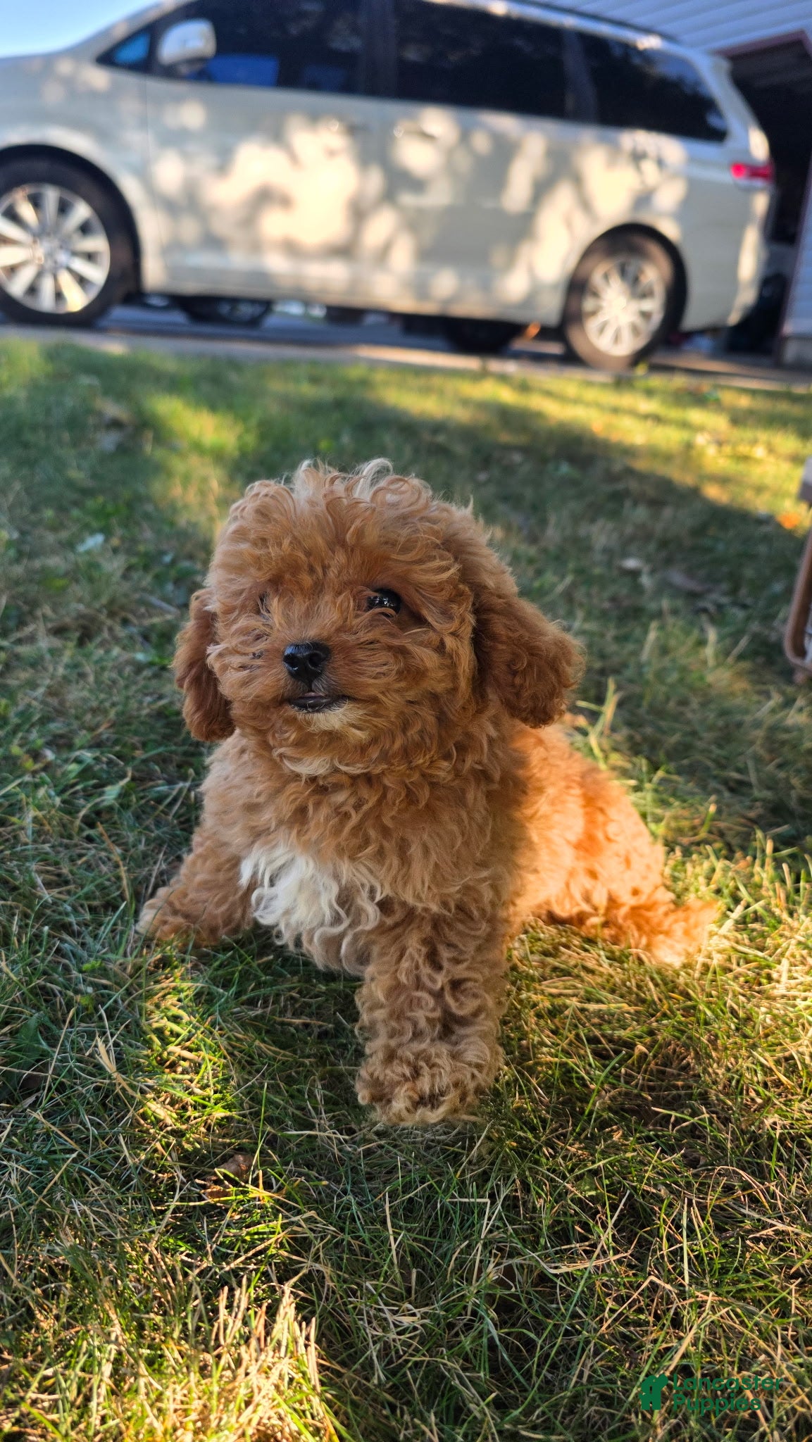 Maltipoo dogs Rosie  - Ad 1