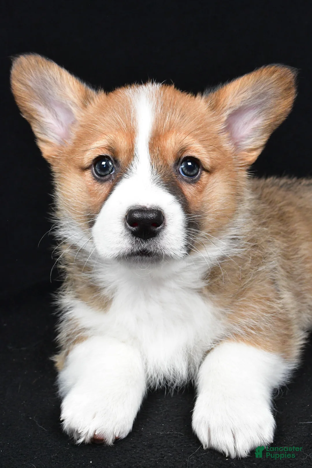 Welsh Corgi Pembroke dogs for sale: Colee - Ad 4