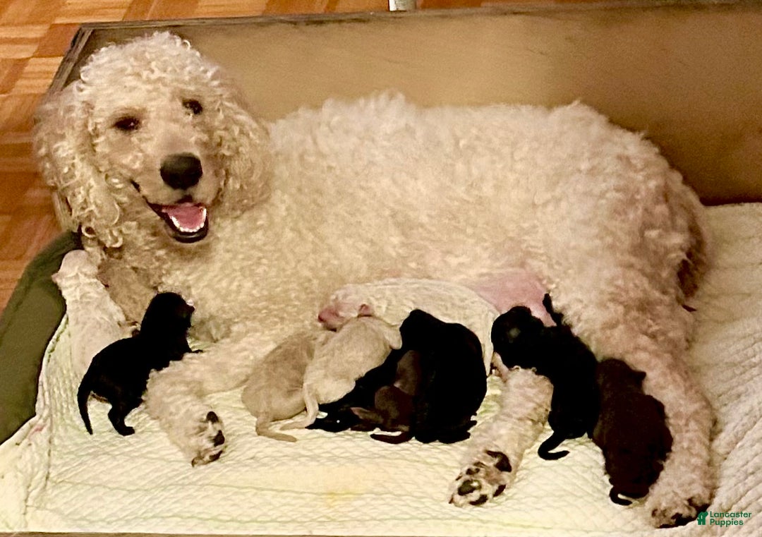 Goldendoodle dogs for sale: Molly - Ad 2