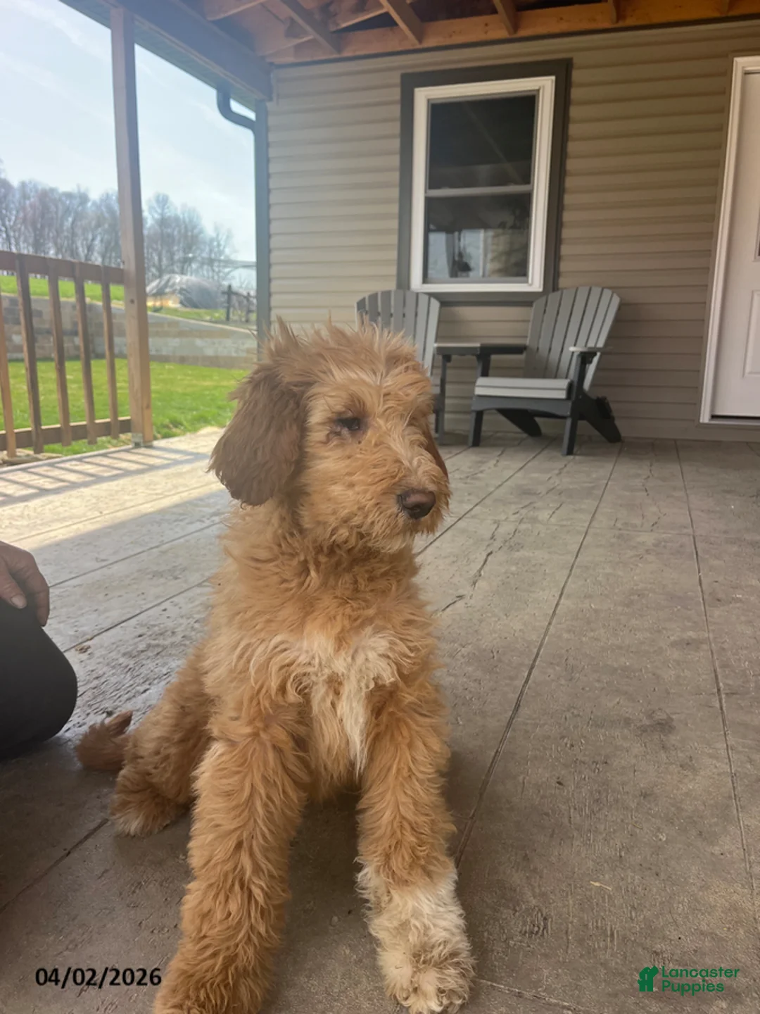 Goldendoodle dogs for sale: Sam - Ad 1