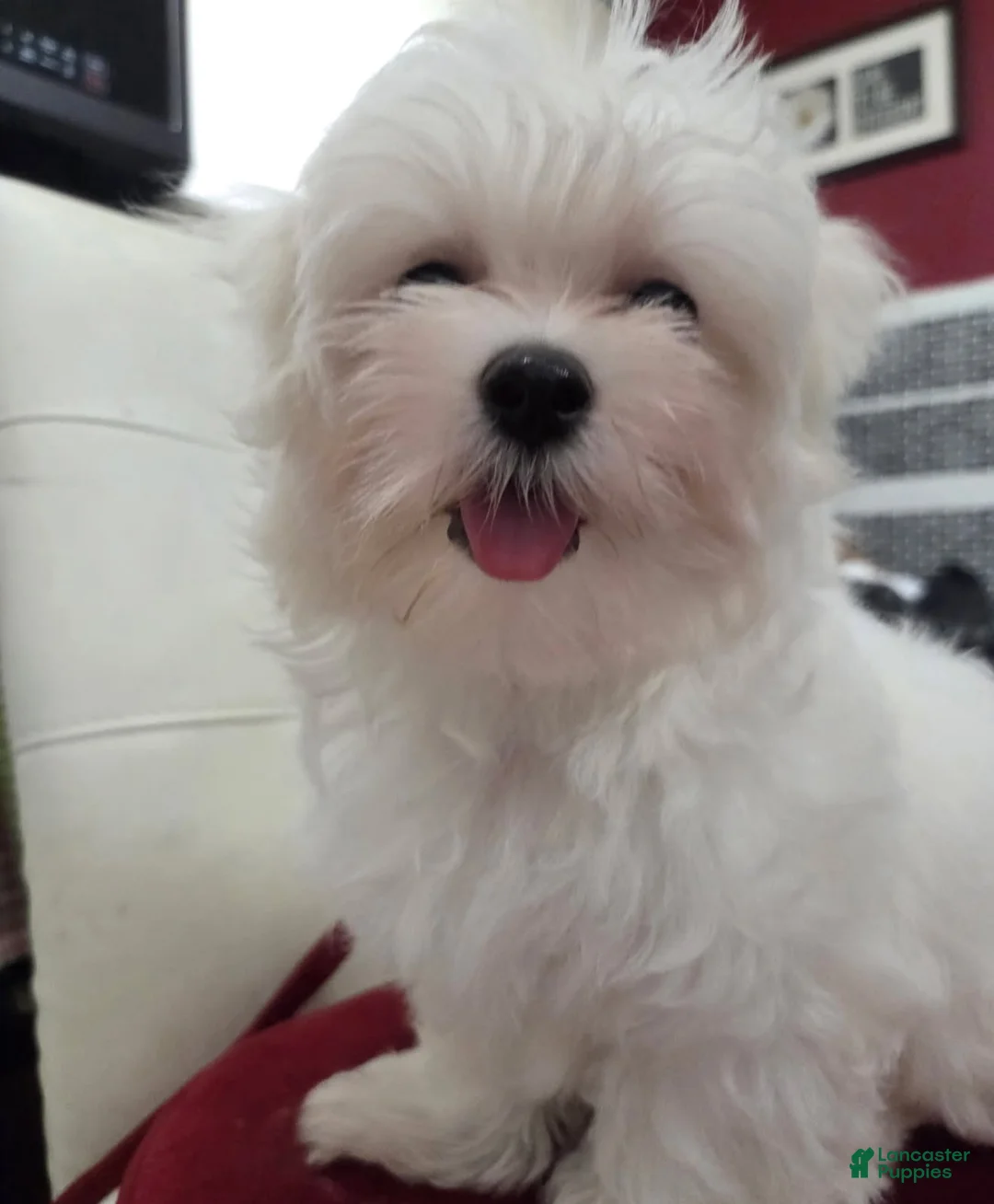 Maltese dogs for sale: Sophia - Ad 1
