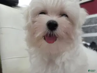 Maltese dogs Sophia - Ad 2
