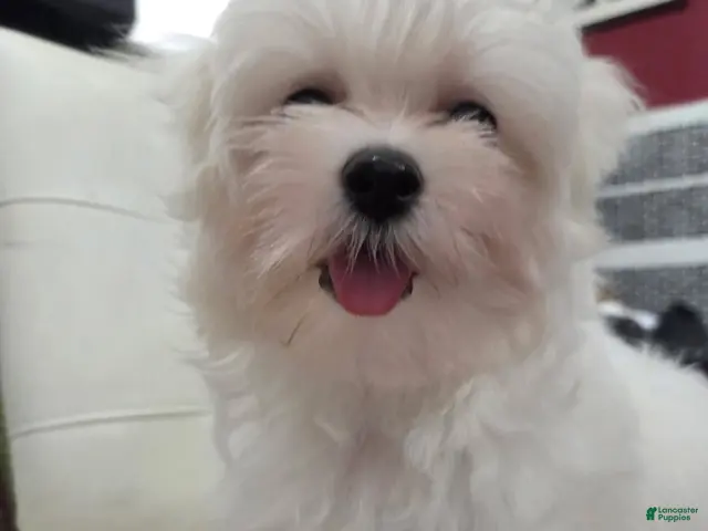 Maltese dogs Sophia - Ad 35