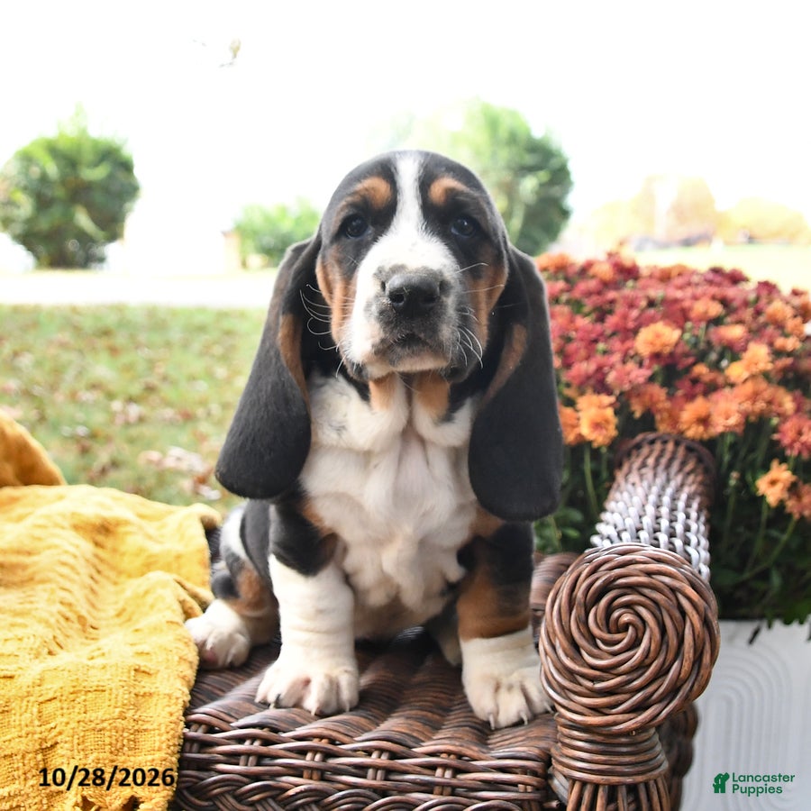 Basset Hound dogs for sale: Pippa - Ad 1