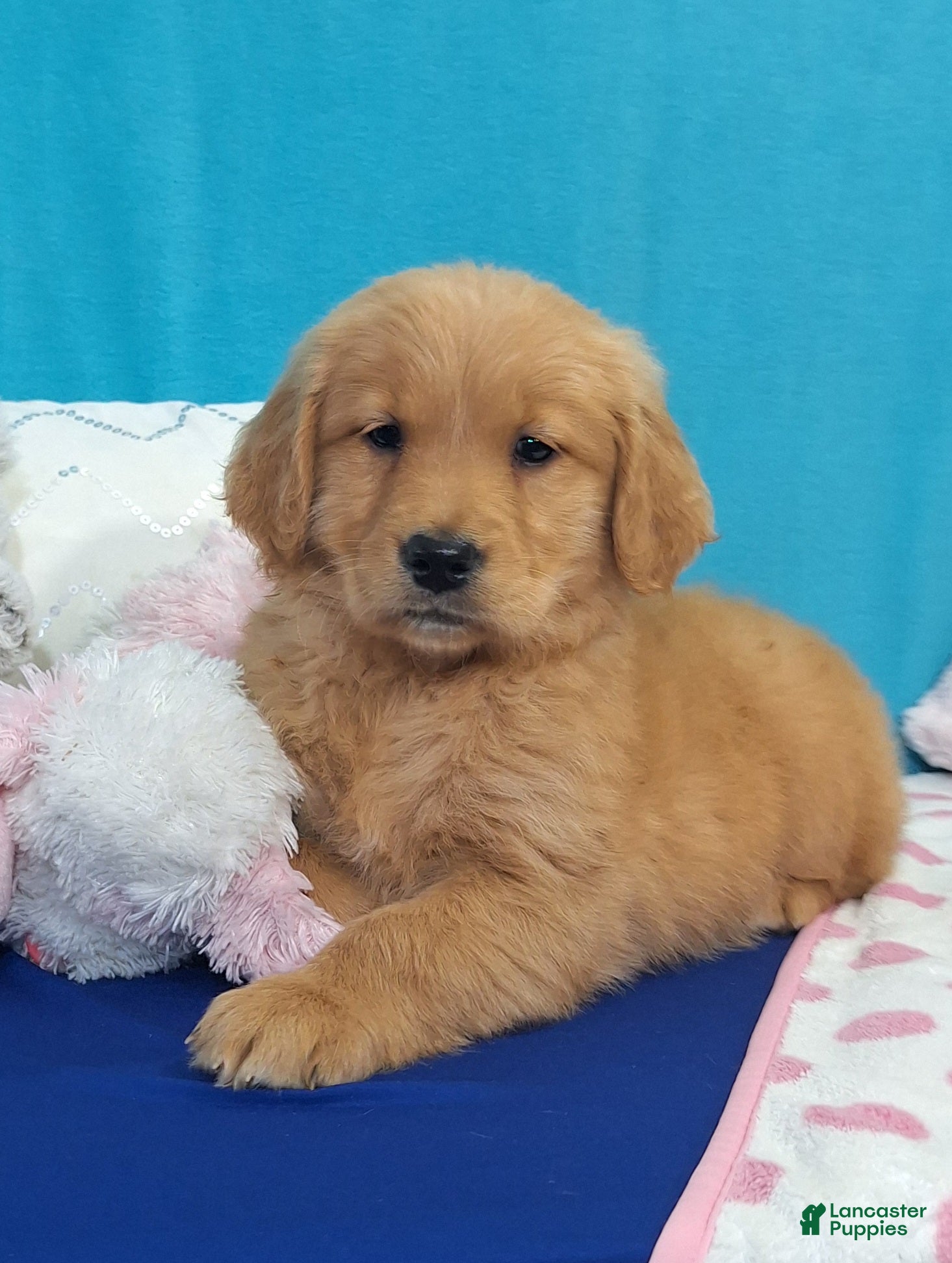 Golden Retriever dogs Hannah - Ad 1