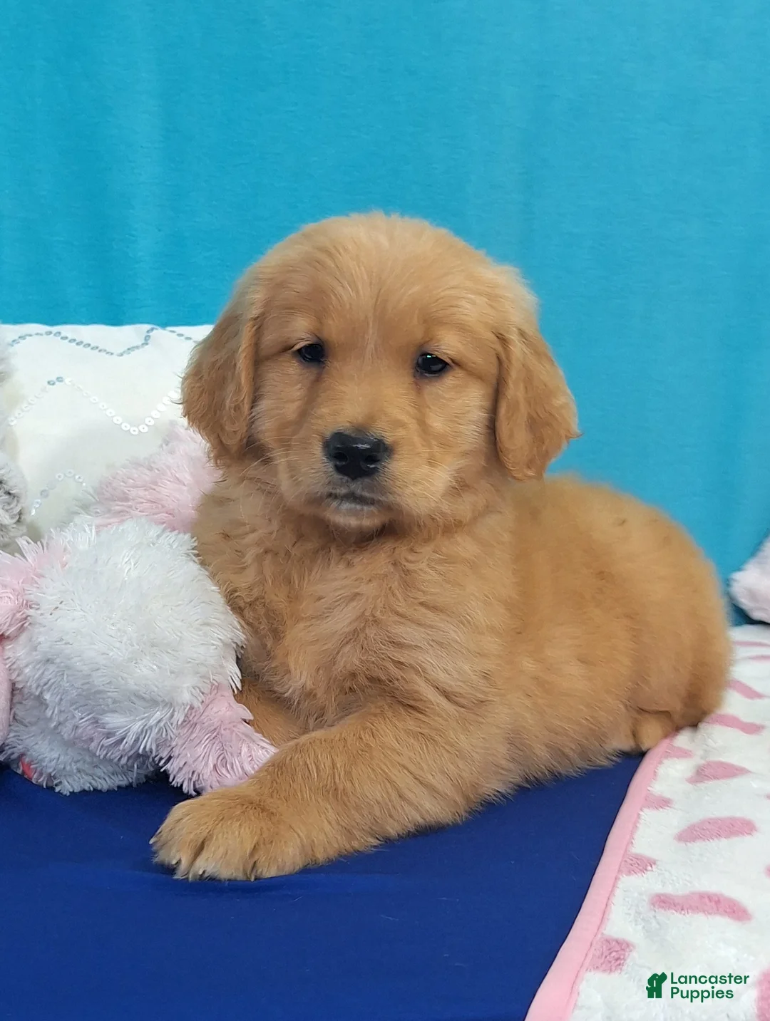 Golden Retriever dogs for sale: Hannah - Ad 1