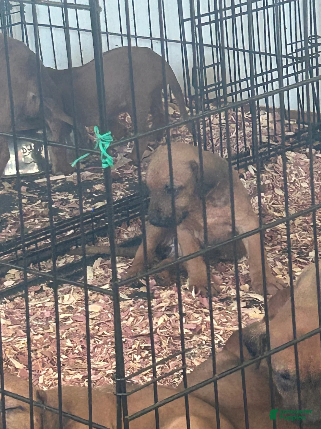 Rhodesian Ridgeback dogs for sale: Rhodesian Ridgeback Puppy 1 sky blue collar - Ad 20
