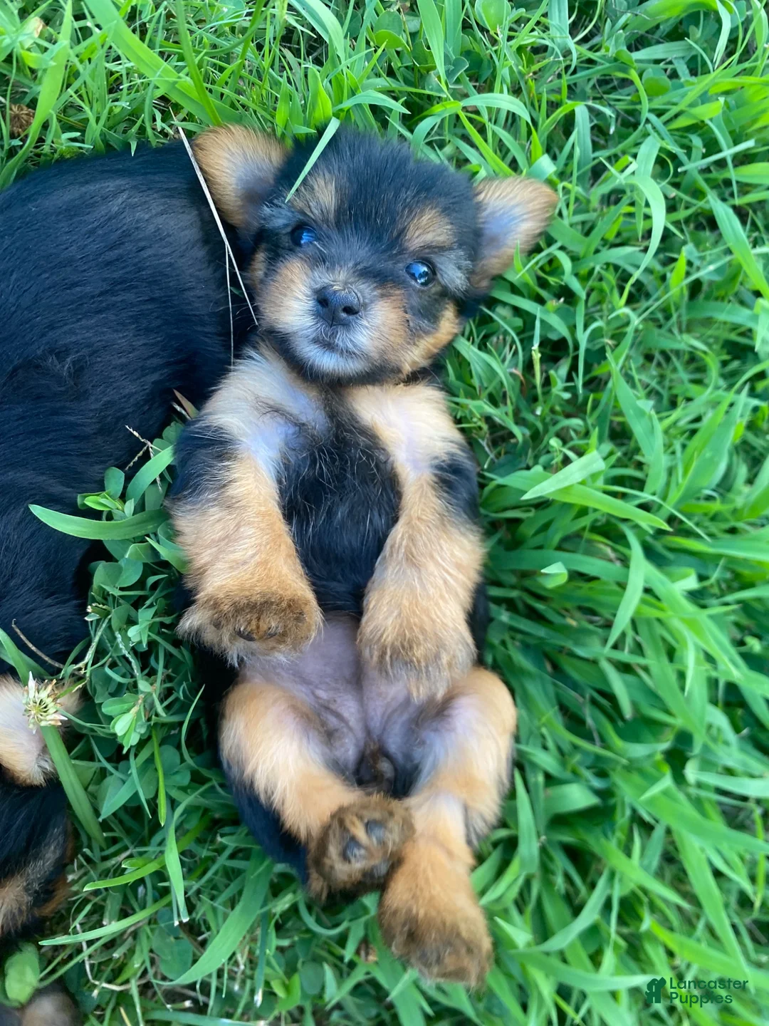 Yorkshire Terrier dogs for sale: Yorkshire Terrier 2 - Ad 1