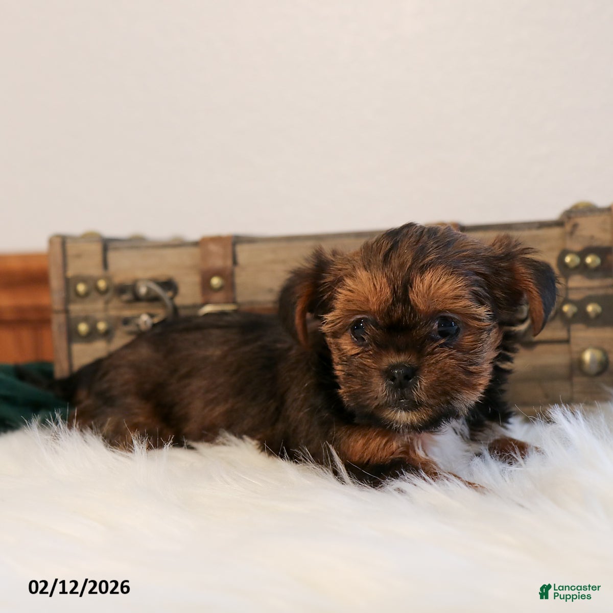 Shorkie dogs Zoey - Ad 2