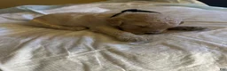 Double Doodle dogs for sale: Six - Ad 4