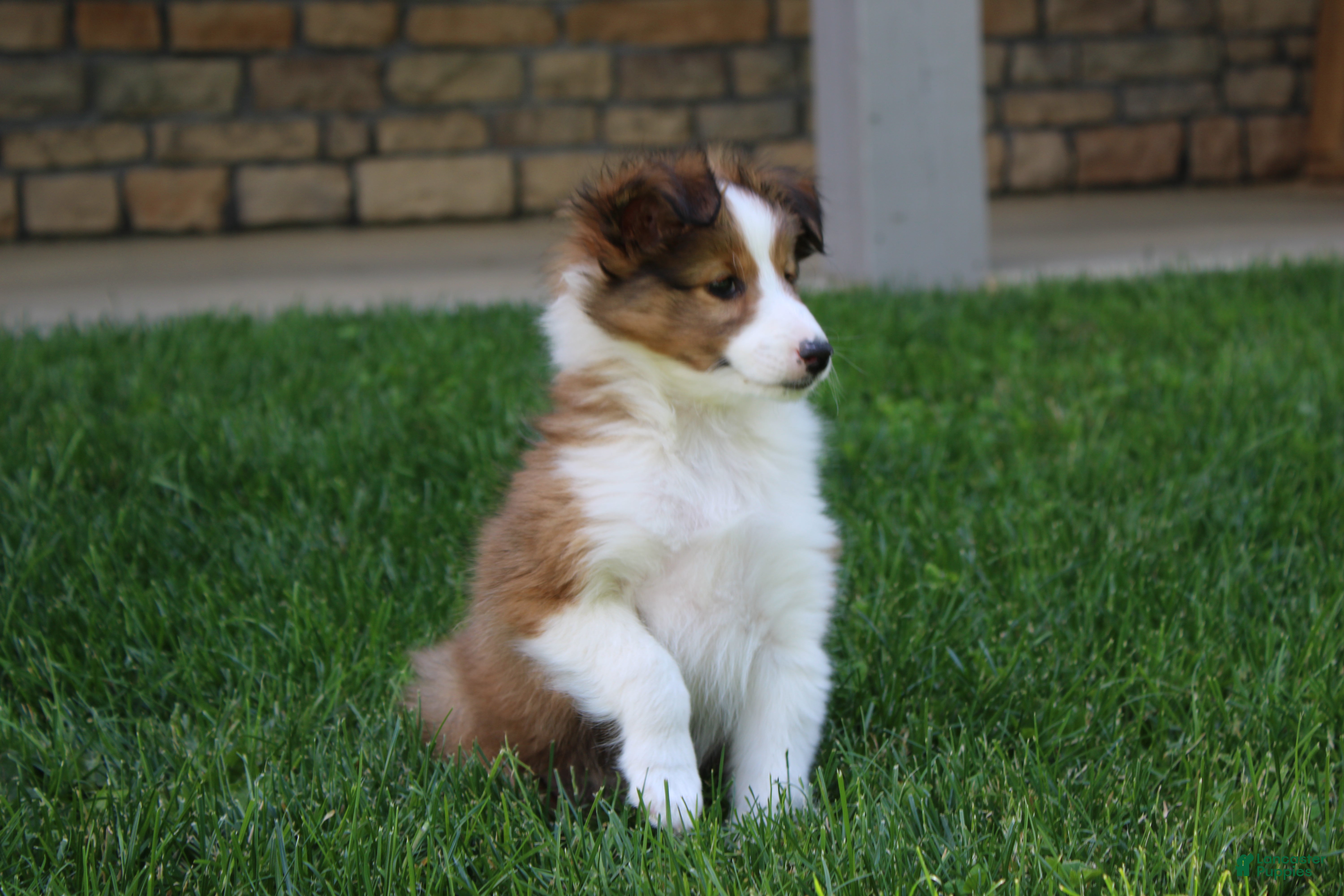Shetland Sheepdog dogs Sydney - Ad 1