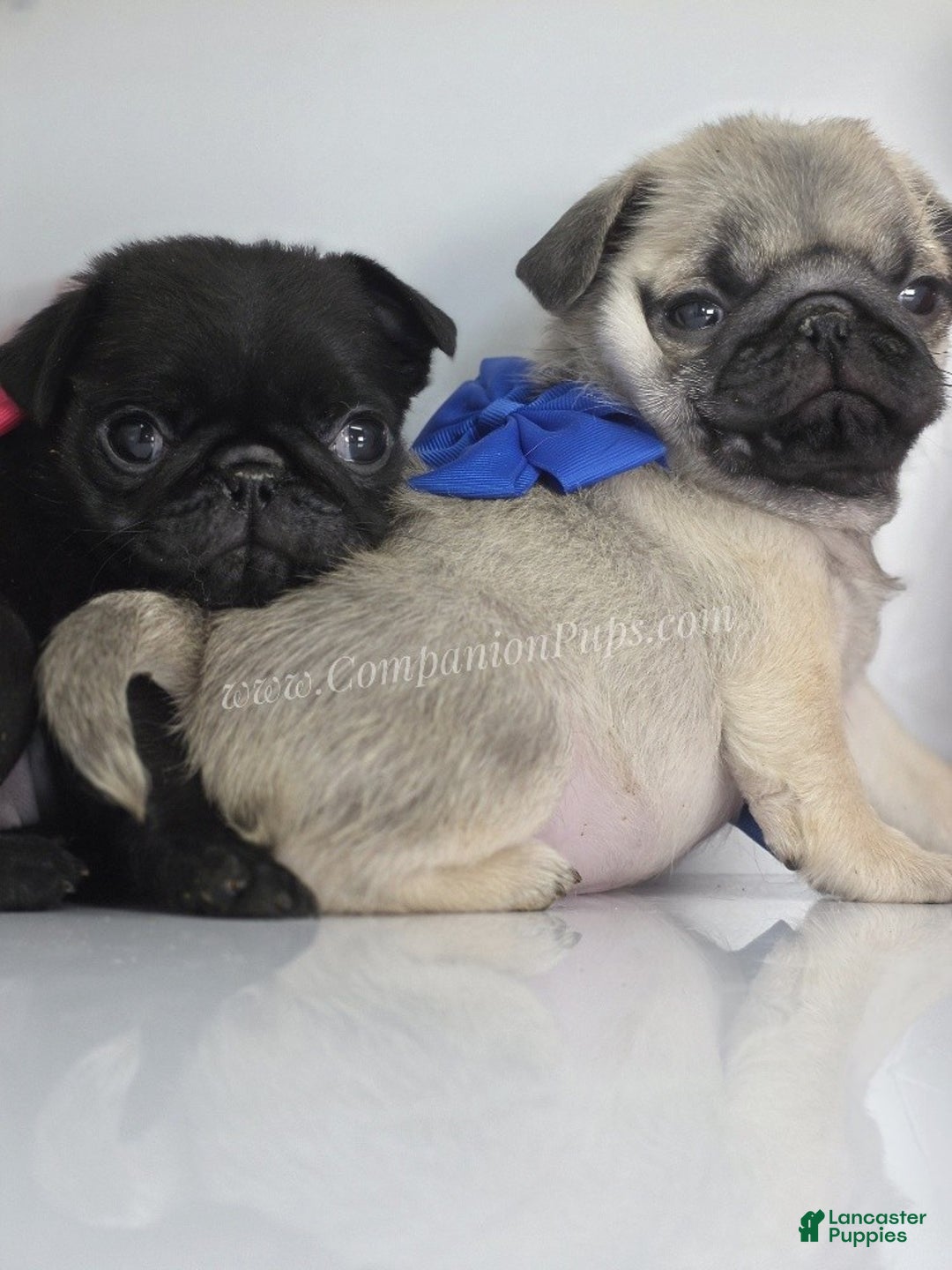 Pug dogs for sale: Mini - Petite Black Female Pug Puppy - Ad 3
