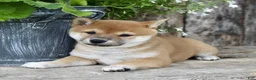 Shiba Inu dogs for sale: Cookie - Ad 6