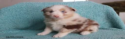 Australian Shepherd dogs for sale: Jake - Ad 3