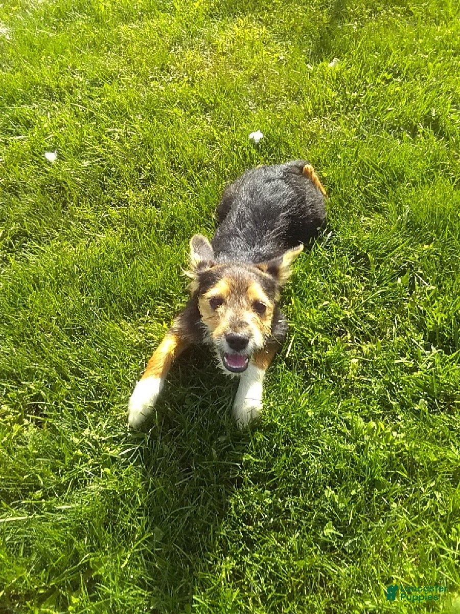 Mixed Breed dogs Sparky - Ad 2