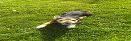 Mixed Breed dogs for sale: Sparky - Ad 2