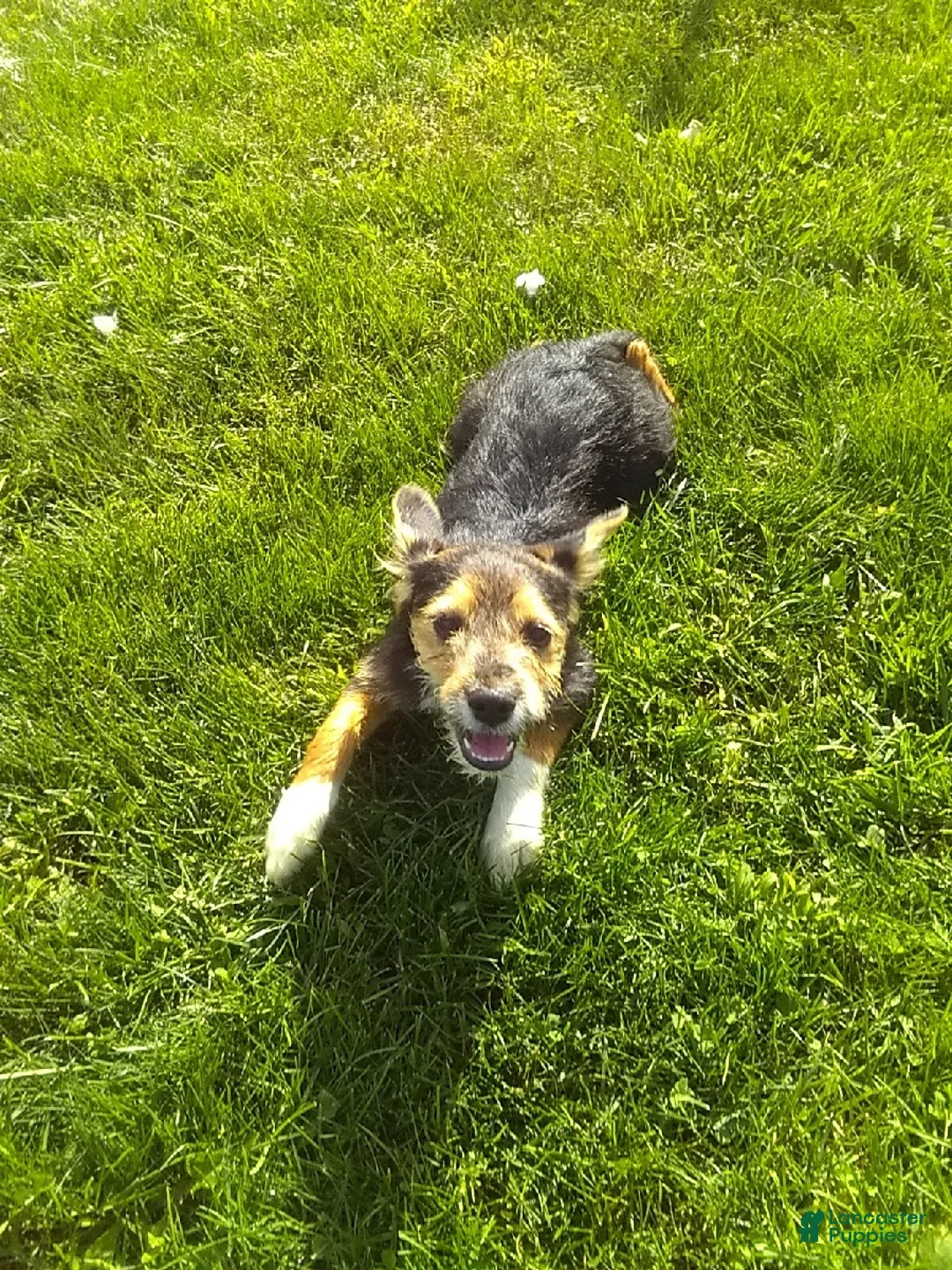 Mixed Breed dogs for sale: Sparky - Ad 2