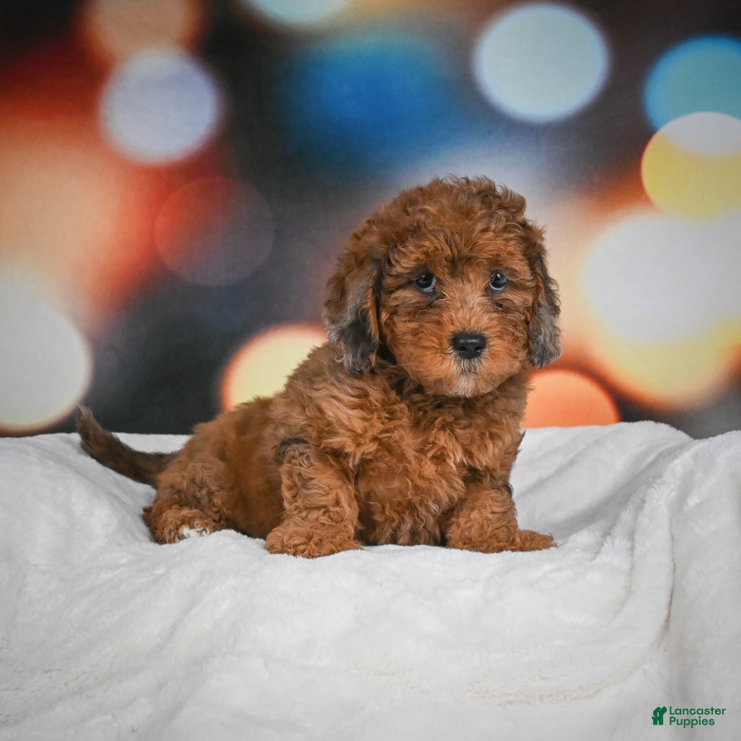 Mini Aussiedoodle dogs for sale: Annie - Ad 2