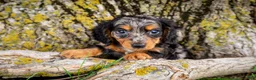 Dachshund dogs for sale: Bratwurst - Ad 3