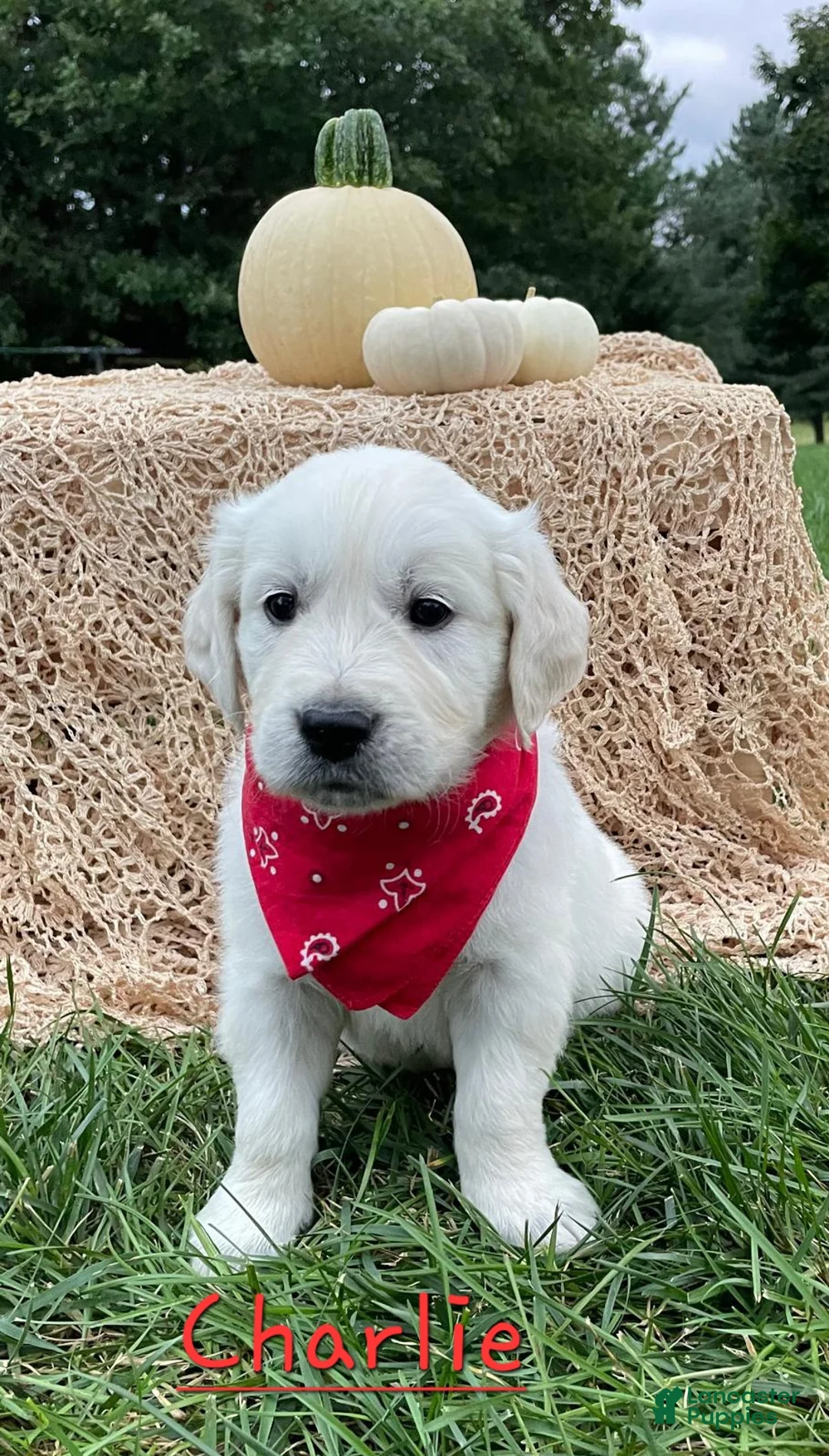 Golden Retriever dogs for sale: Charlie - Ad 1