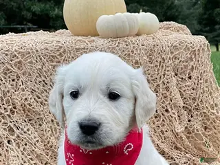 Golden Retriever dogs Charlie - Ad 16