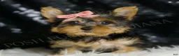 Yorkshire Terrier dogs for sale: Layla - Ad 4