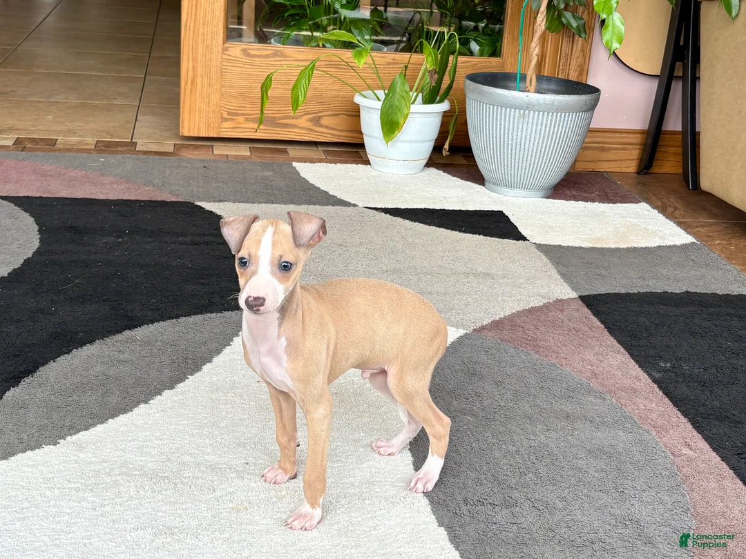 Italian Greyhound dogs for sale: Jaden  - Ad 11