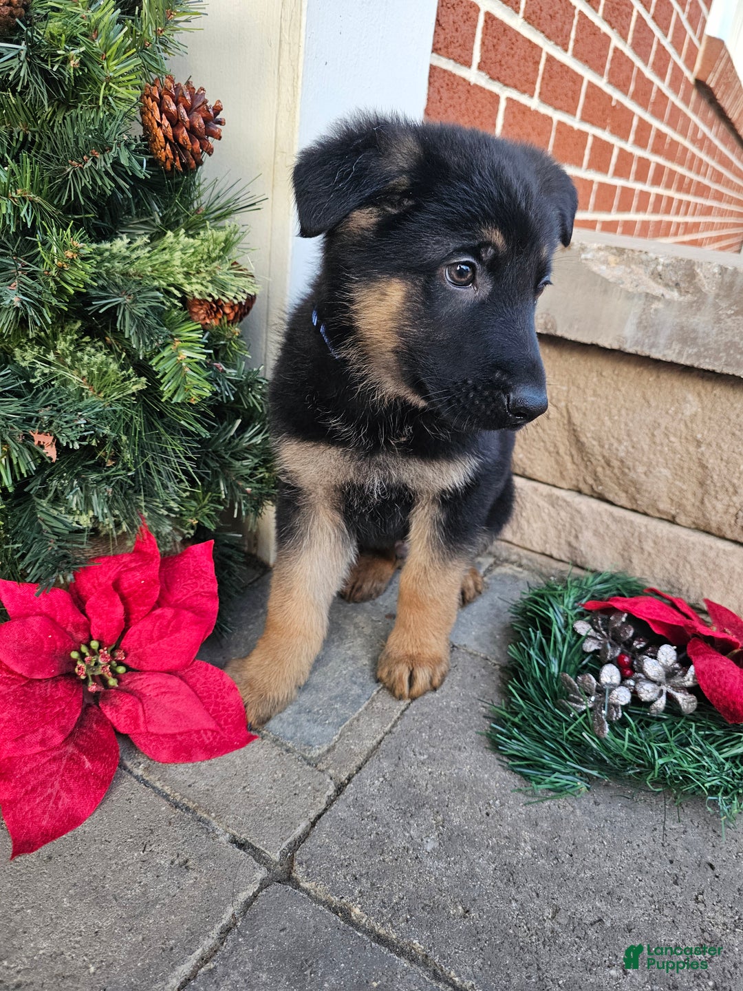 German Shepherd dogs for sale: Scout - Ad 3