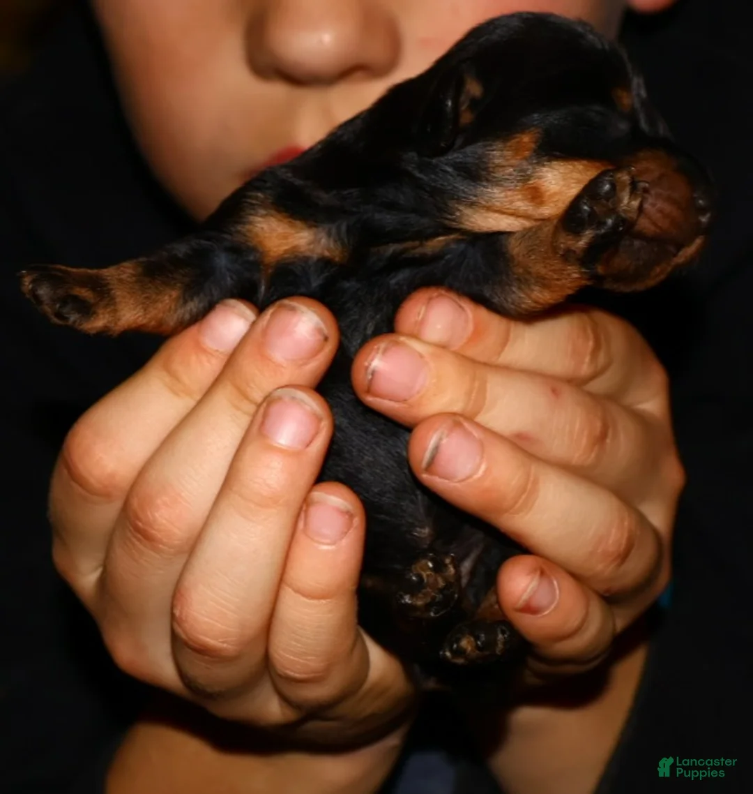 Miniature Dachshund dogs for sale: Sadi - Ad 3