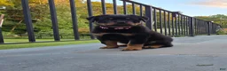 Rottweiler dogs for sale: Rottweiler 1 - Ad 5