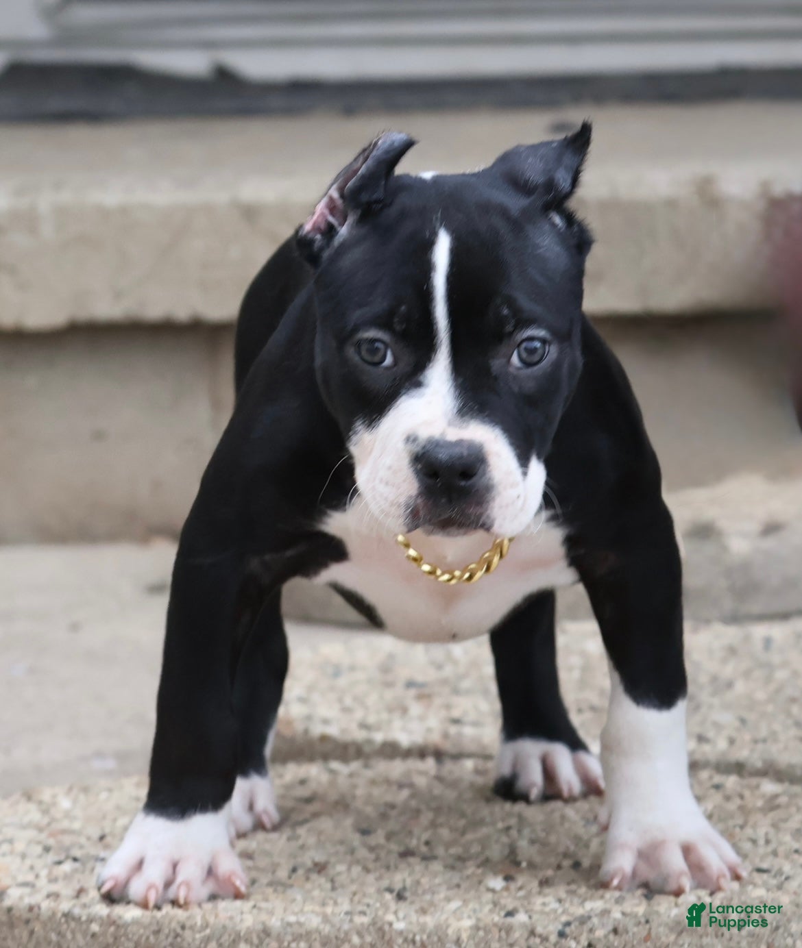 American Bully dogs Gardenia - Ad 1