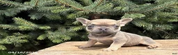 French Bulldog dogs for sale: Maci  - Ad 3
