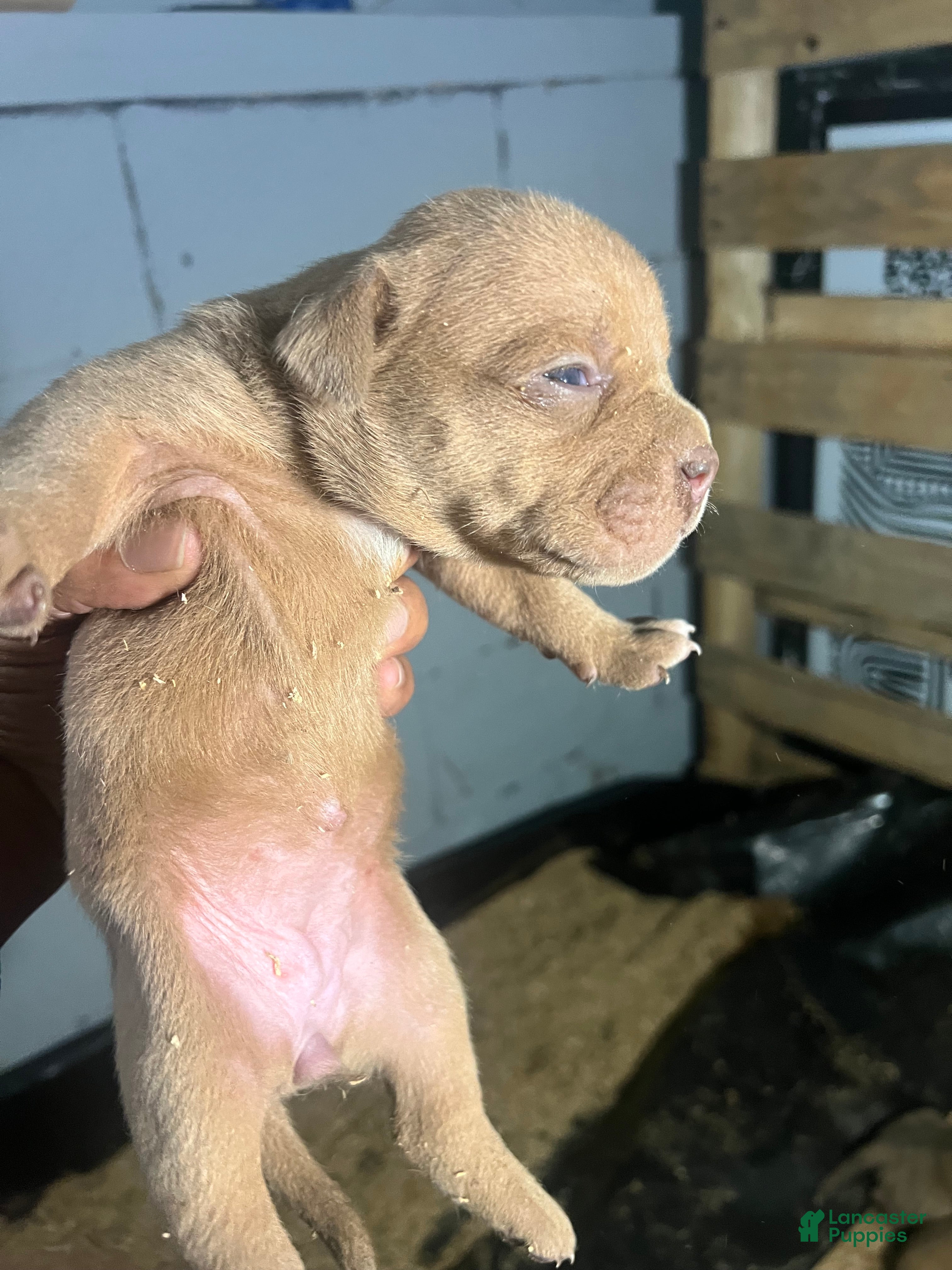 Olde English Bulldogge dogs Fawn female - Available - Ad 38