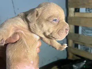Olde English Bulldogge dogs Fawn female - Available - Ad 32