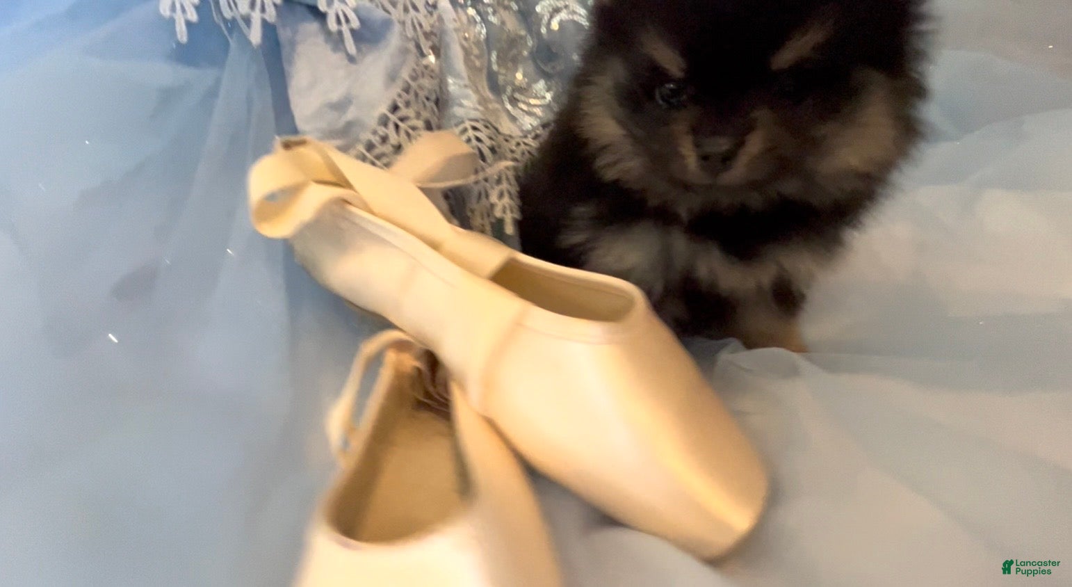 Pomeranian dogs Josephine - Ad 1
