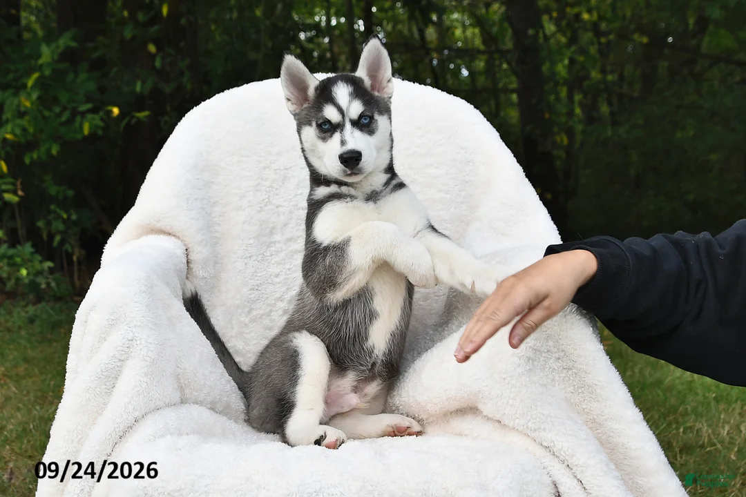 Siberian Husky dogs for sale: Simba - Ad 3