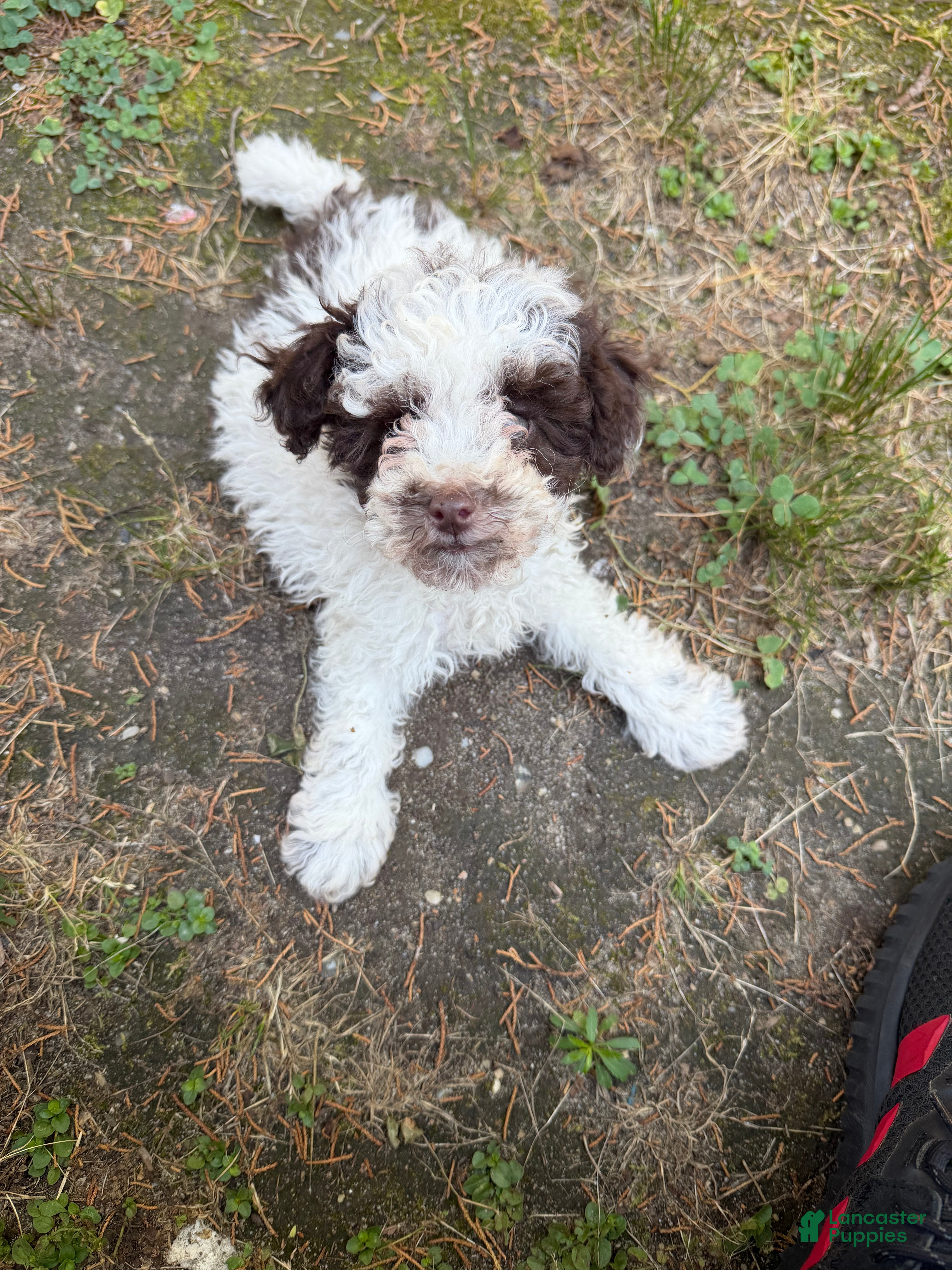 Toy Poodle dogs Max - Ad 1