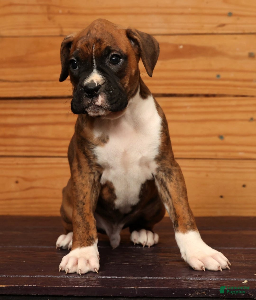 Boxer dogs for sale: Rainy - Ad 4