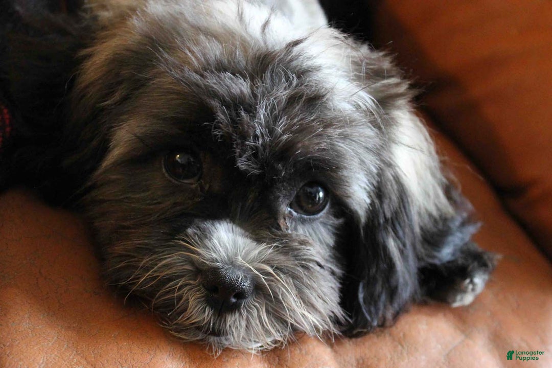 Shihpoo dogs for sale: Victoria - Ad 4