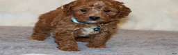 Mini Goldendoodle dogs for sale: Thomas 💙 Micro Miniature - Ad 5