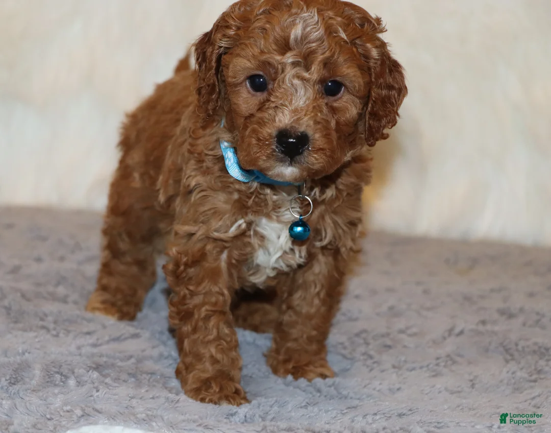 Mini Goldendoodle dogs for sale: Thomas 💙 Micro Miniature - Ad 5