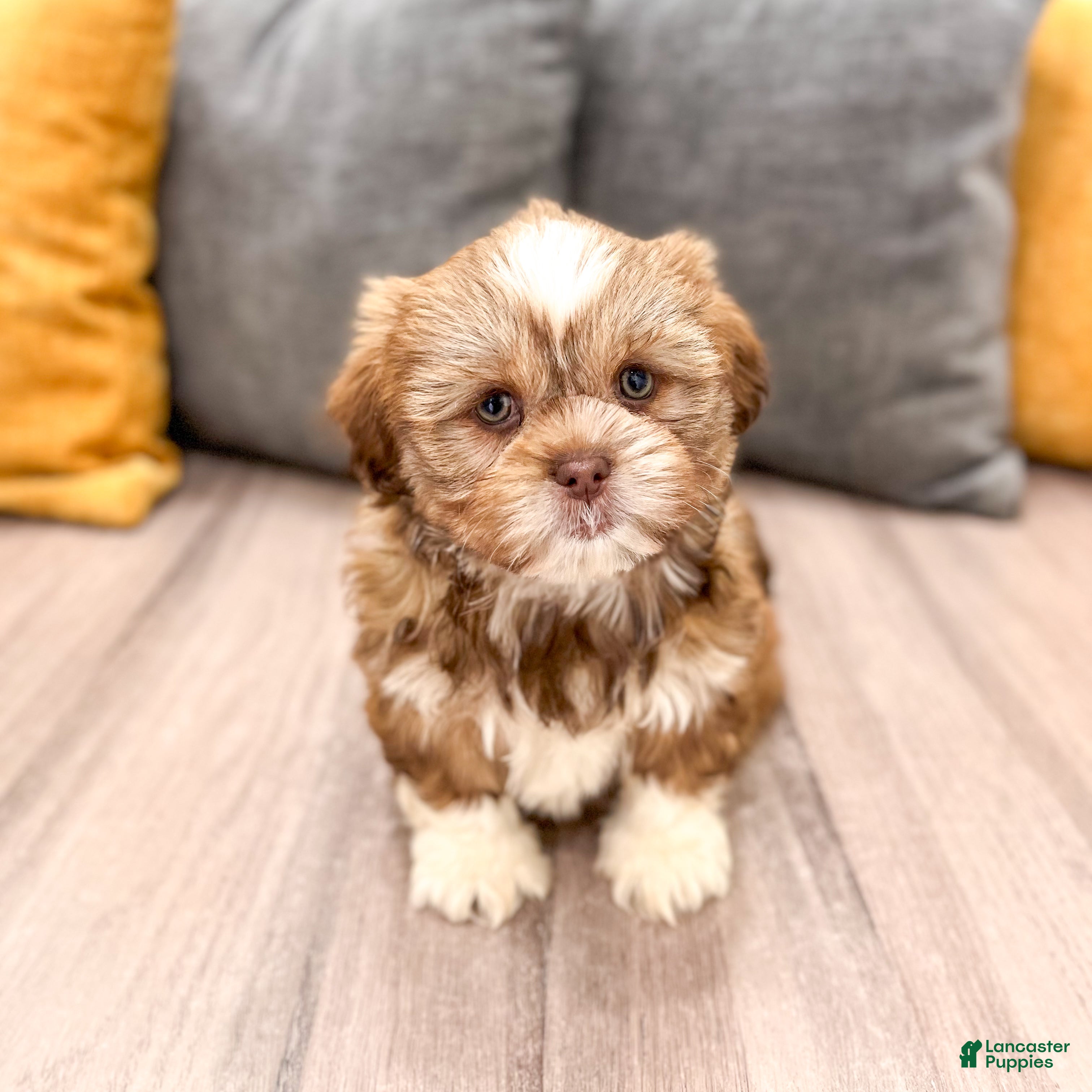 Shih Tzu dogs Skye - Ad 2