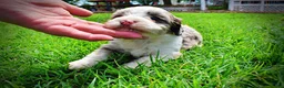 Havapoo dogs for sale: Sadie - Ad 14