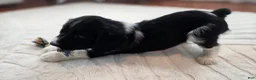 English Springer Spaniel dogs for sale: Caz - Ad 5